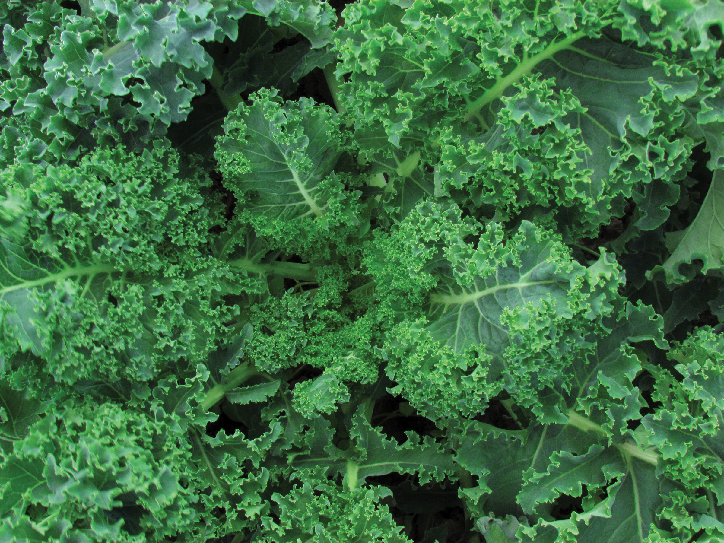 Kale