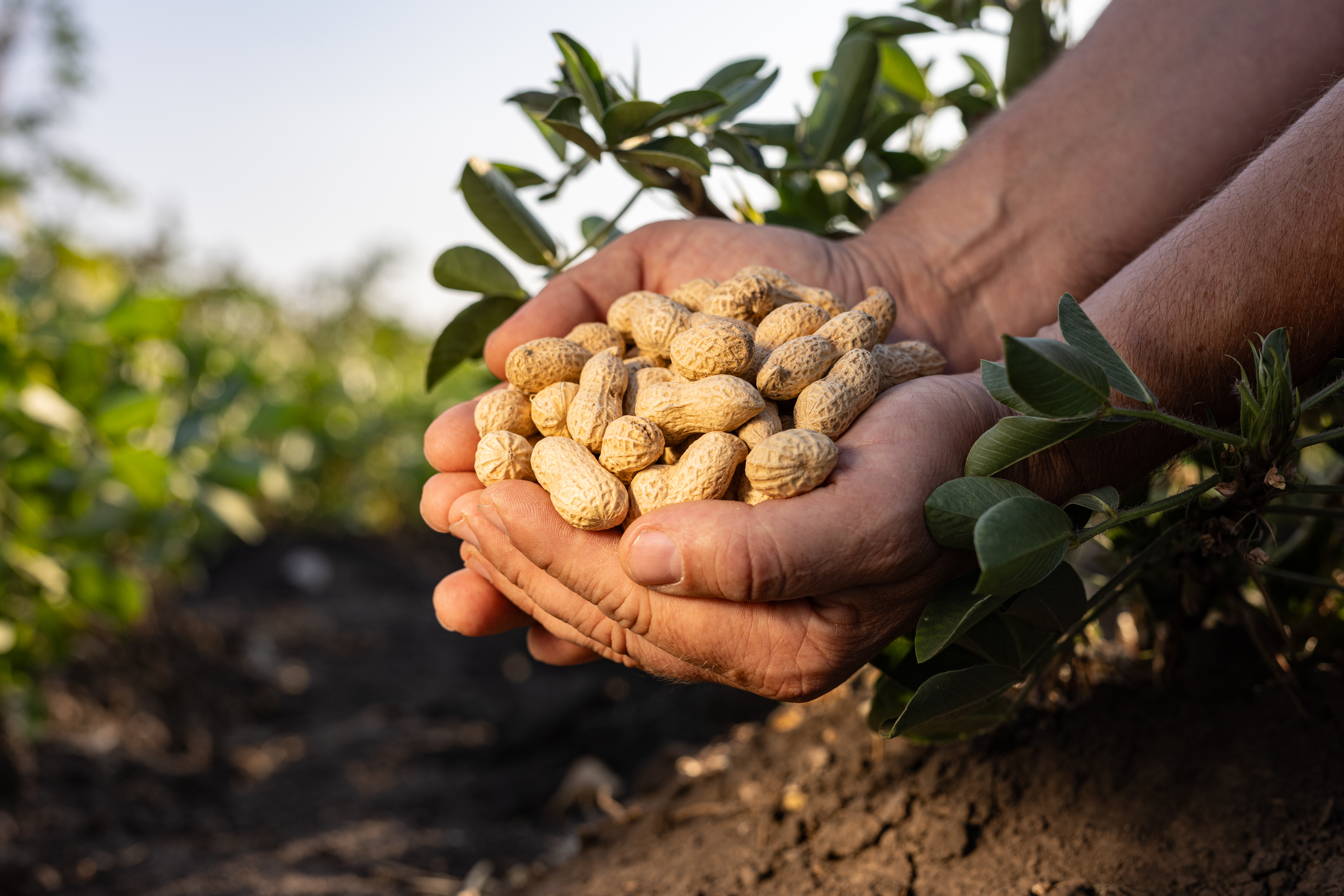 Peanuts