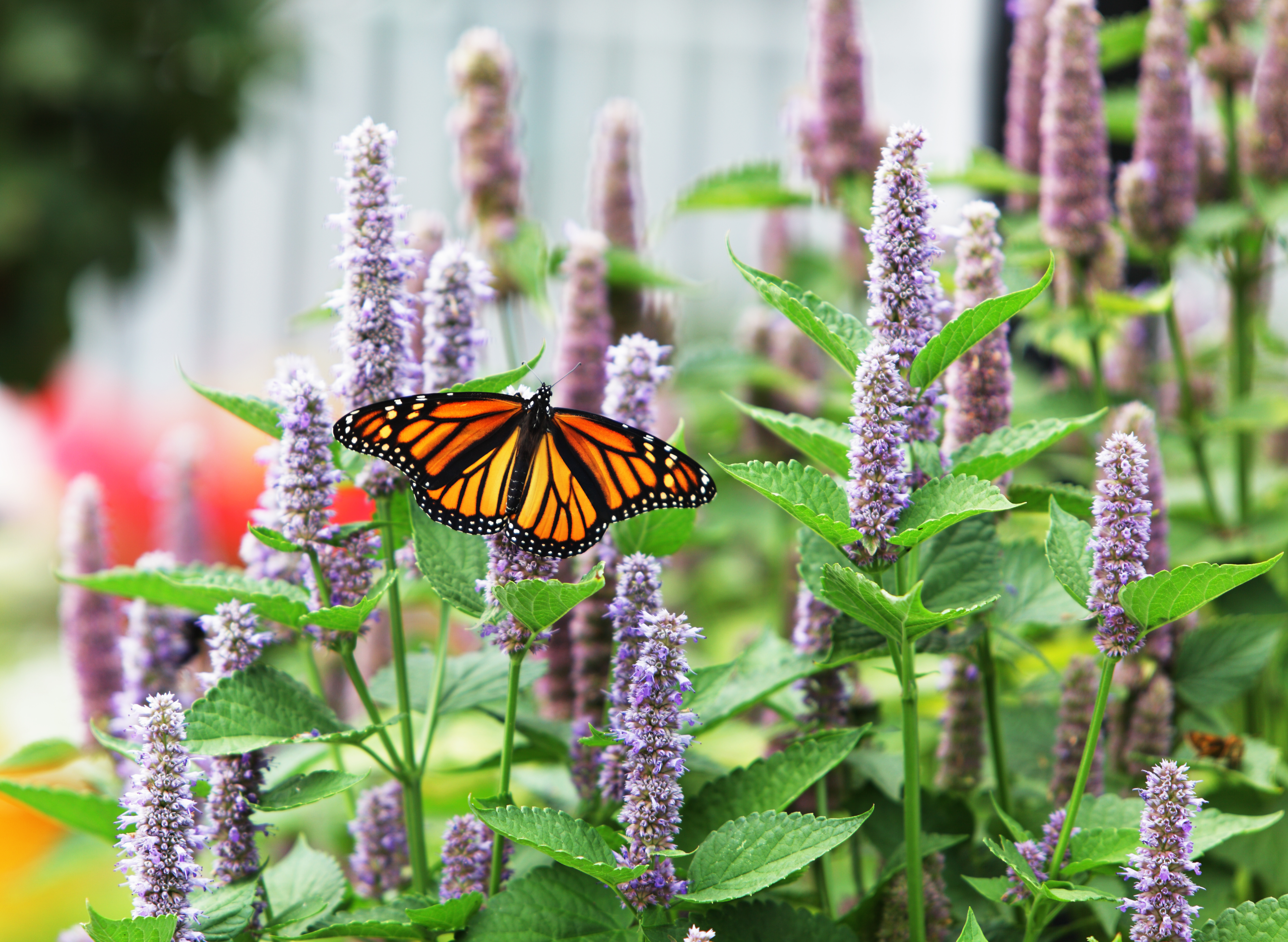 Hyssop