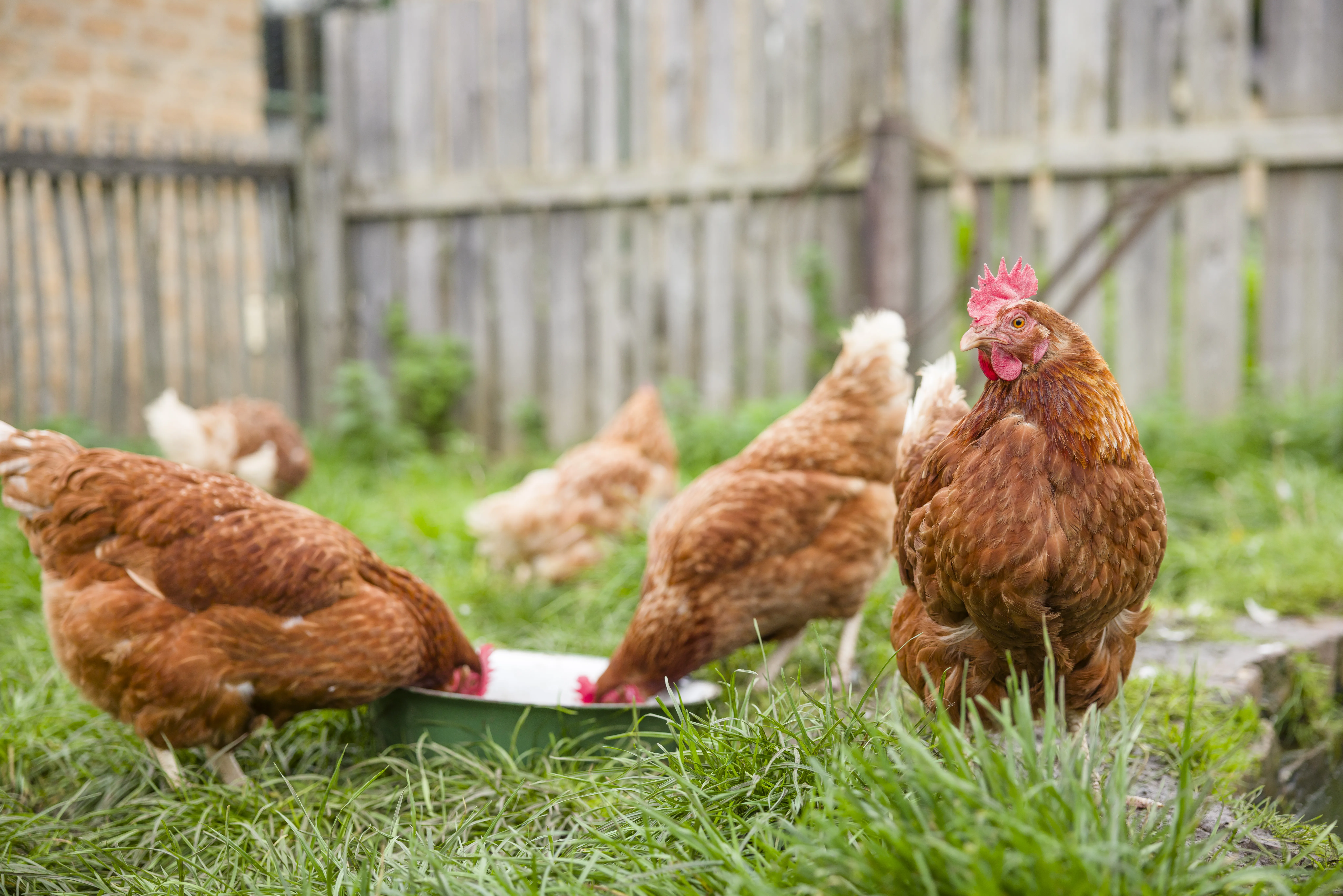 Chicken